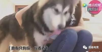 女主播追狗大战,一场欢乐的直播盛宴