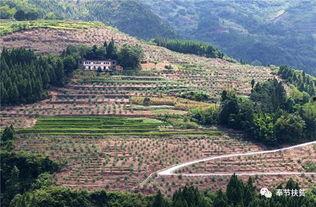 明星奉节,探寻明星足迹，感受三峡风情