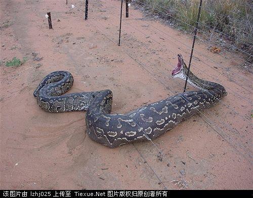 巨蟒图片,探寻神秘生物的神秘面纱